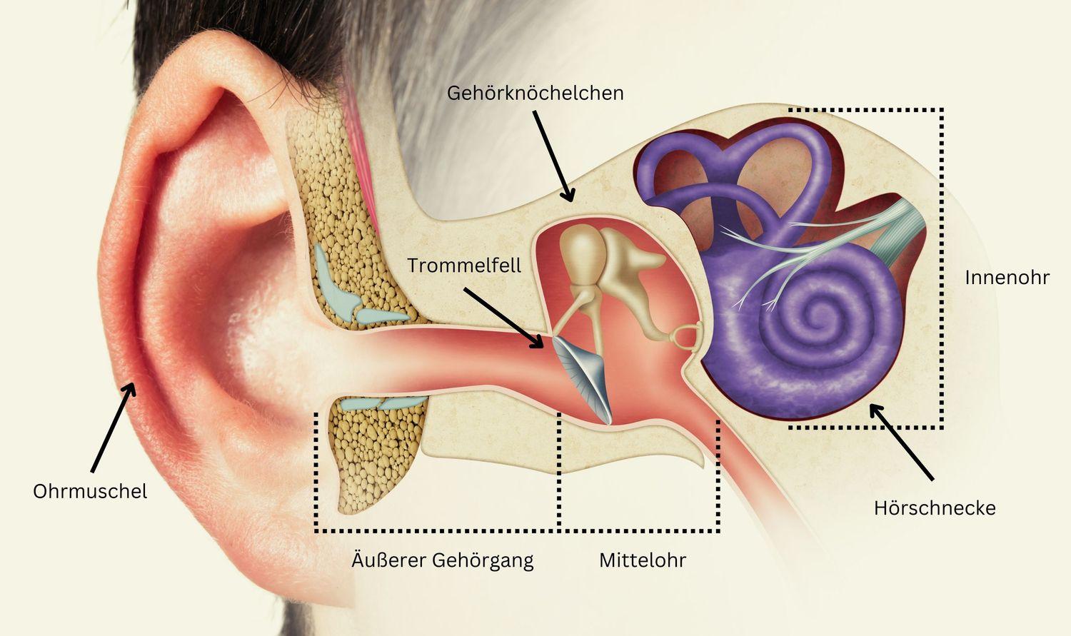 Abbildung der anatomischen Strukturen des menschlichen Ohrs